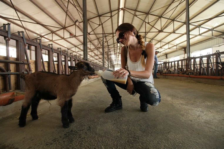 Dairy Khoury Farm Gates Opening
